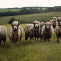 herd of lambs