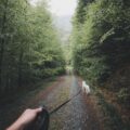 white dog walking on forest trail