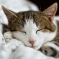 brown and white cat on white textile