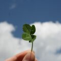 person holding green leaf during daytime